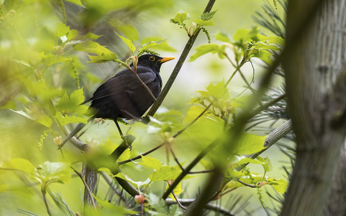 BaladeOiseaux