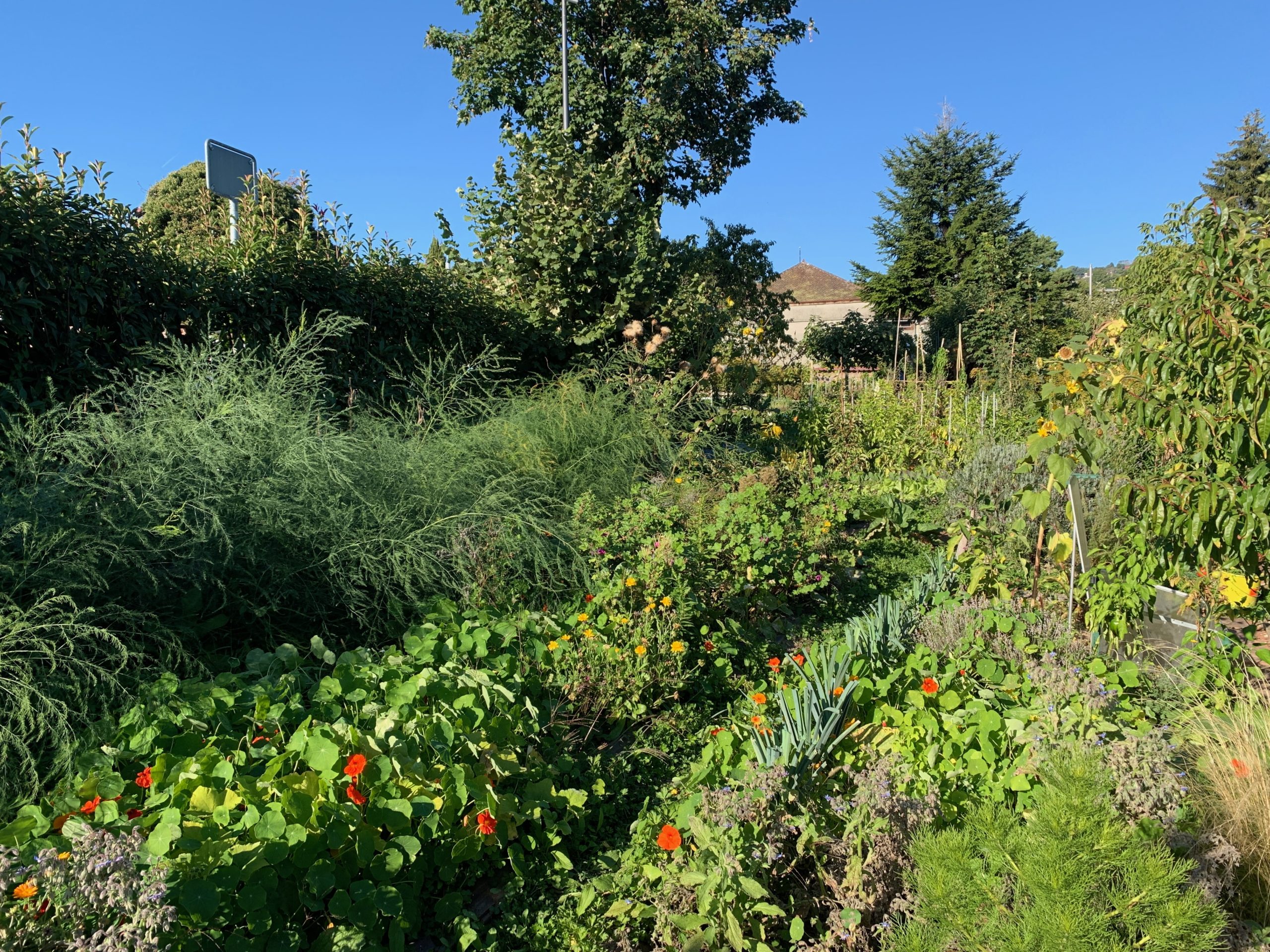 biodiversité urbaine