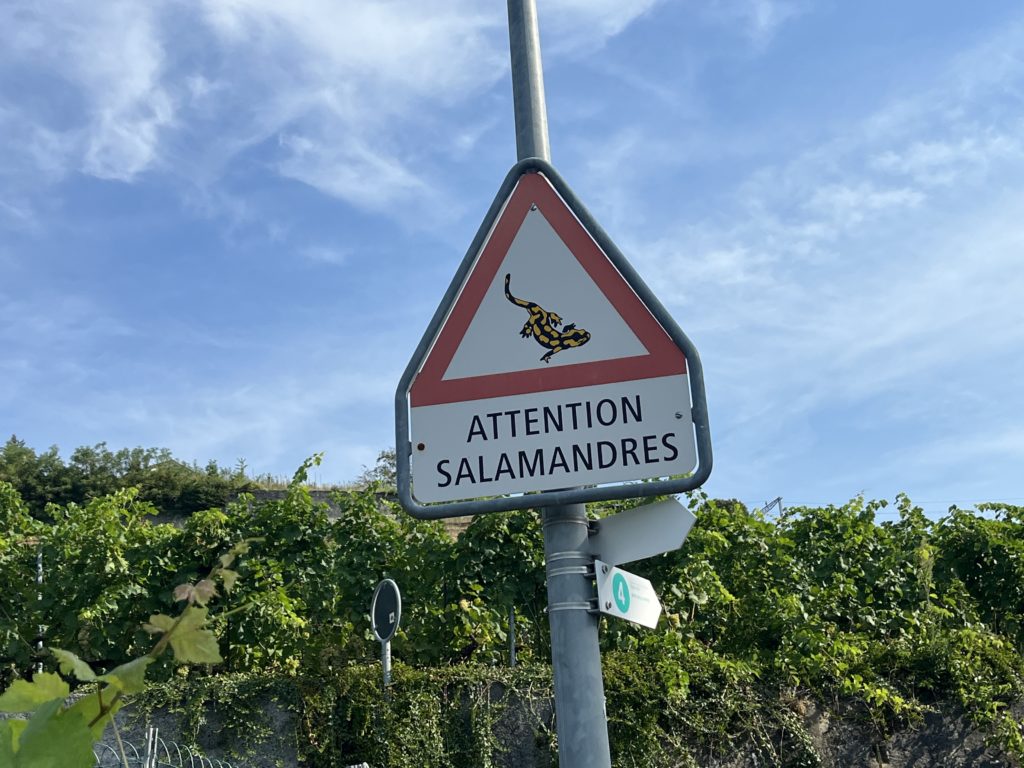 Salamandre Lutry